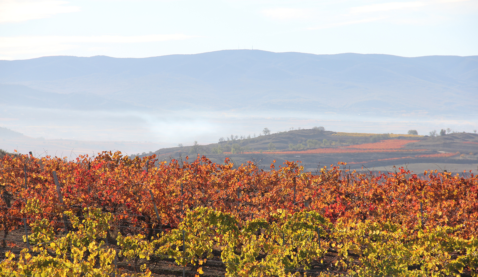 Vista panorámica del paisaje de viñedos