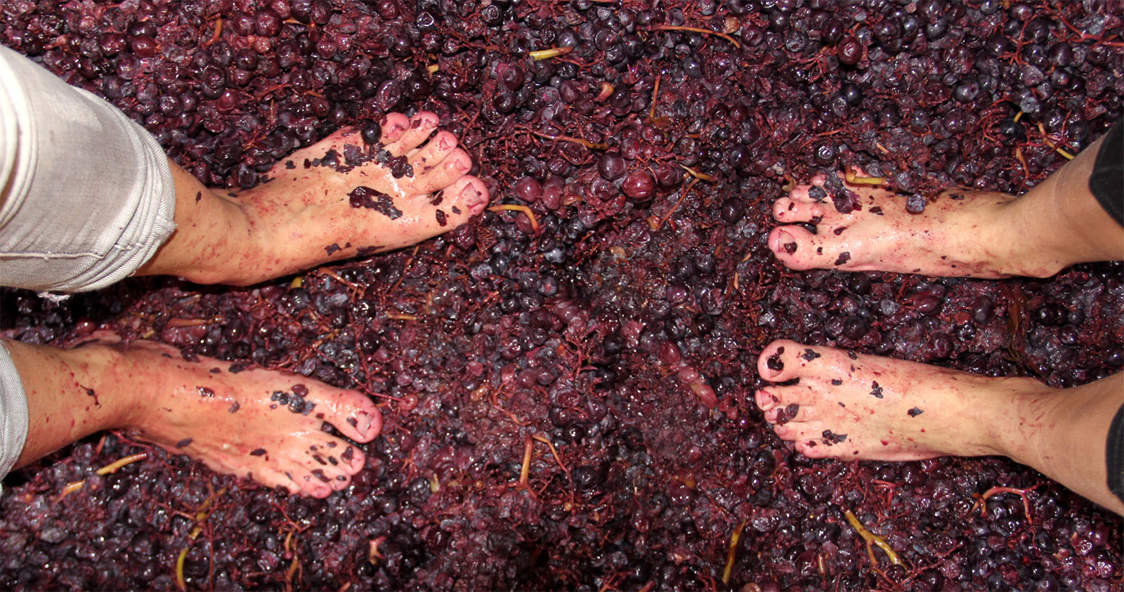 Pisado de la uva